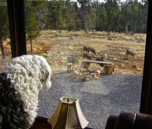 Molly watching mule deer from our window at Grand Canyon National Park.